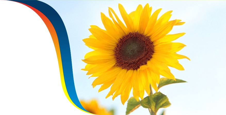 Banner.png